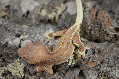 Red phantom lily white