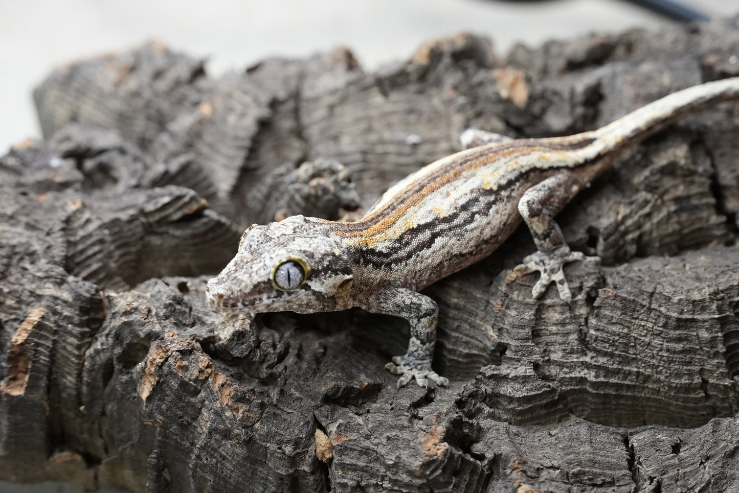 White stripe gargoyle gecko