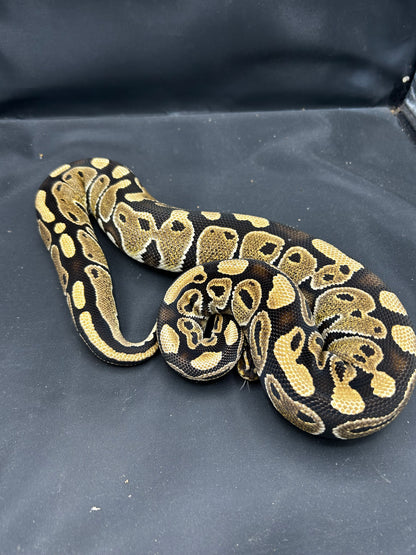 Female Special Ball Python