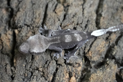 Axanthic 01