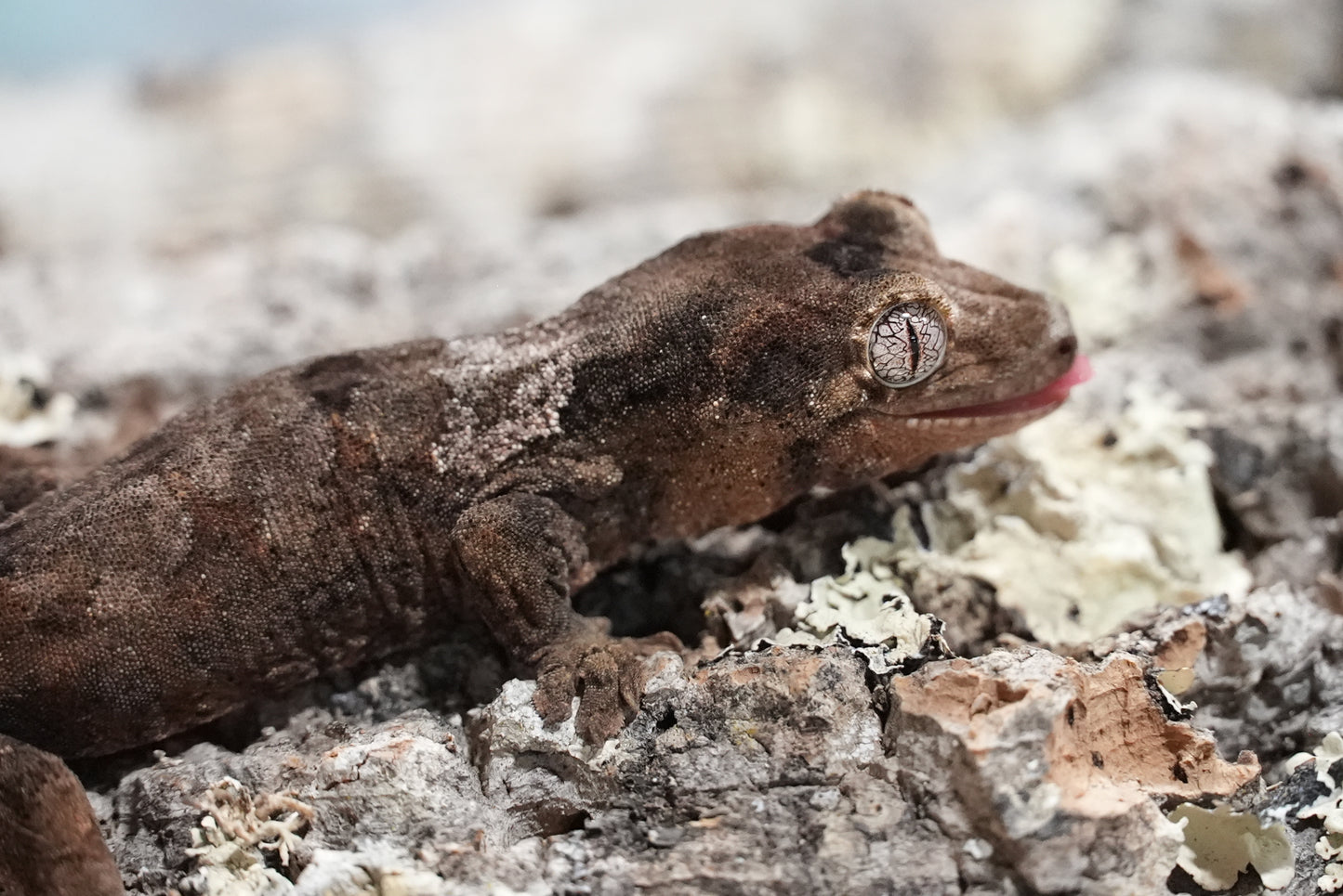 White collar chahoua gecko
