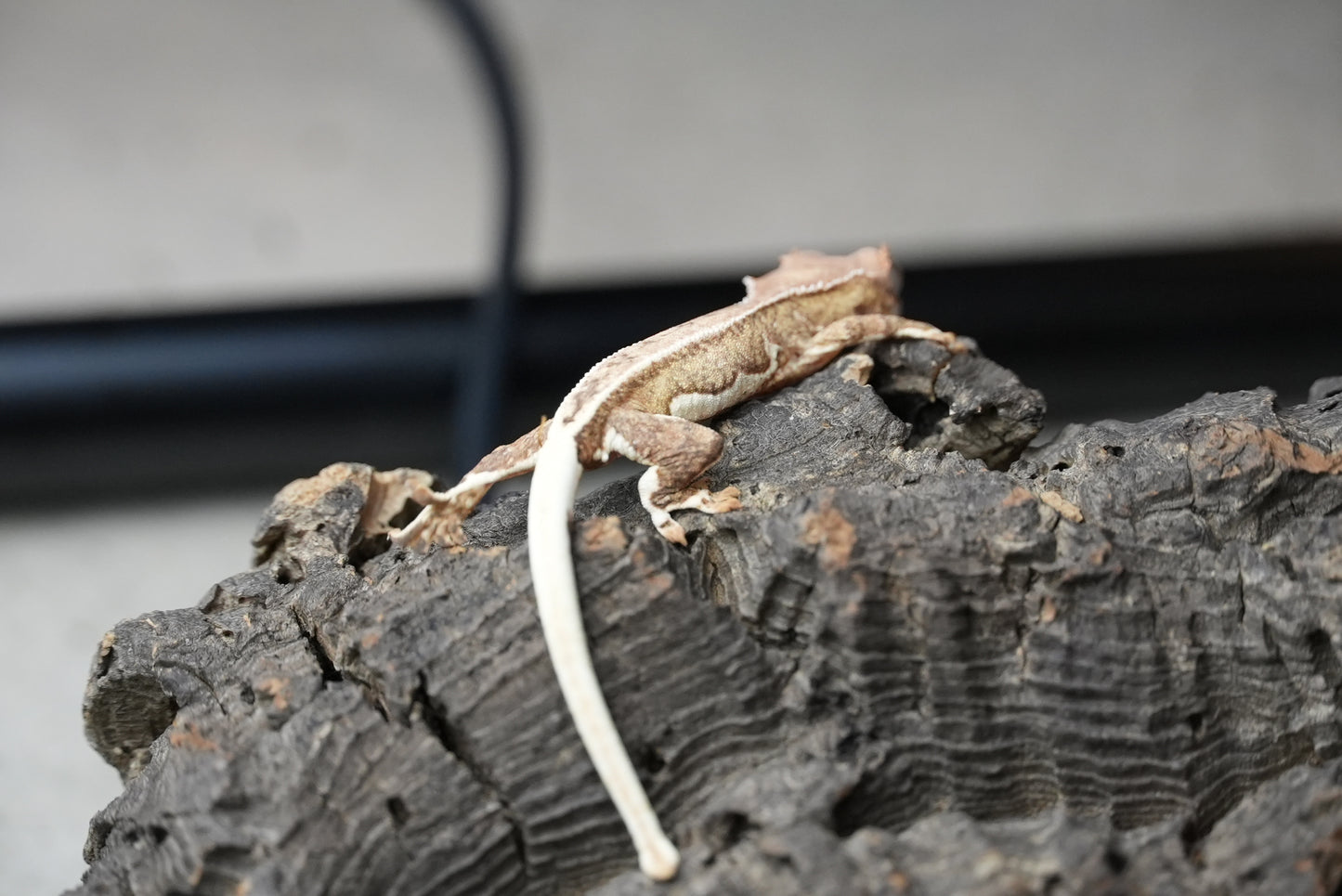 Crested gecko 25-4-2