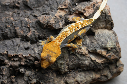 Tri color harlequin