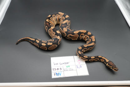 Female Het Sunset 23-8-3