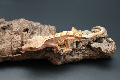 Crested gecko c32