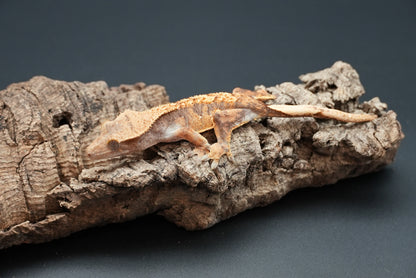 Crested gecko c46