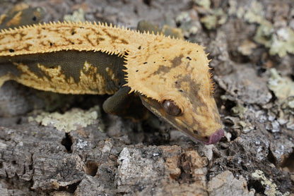 Wonton (proven male)