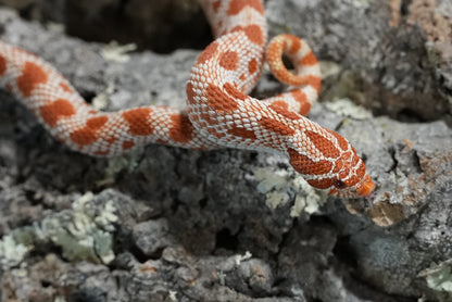 Subadult purple line albino conda pos het snow