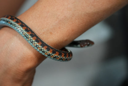 Adult proven California red sided garter pair