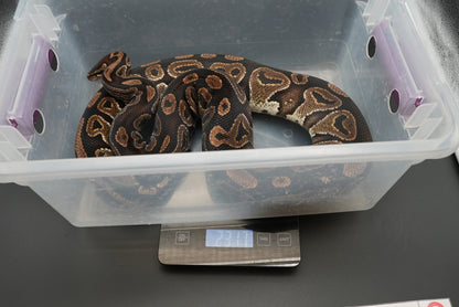 Female Black Pastel BP-F-18