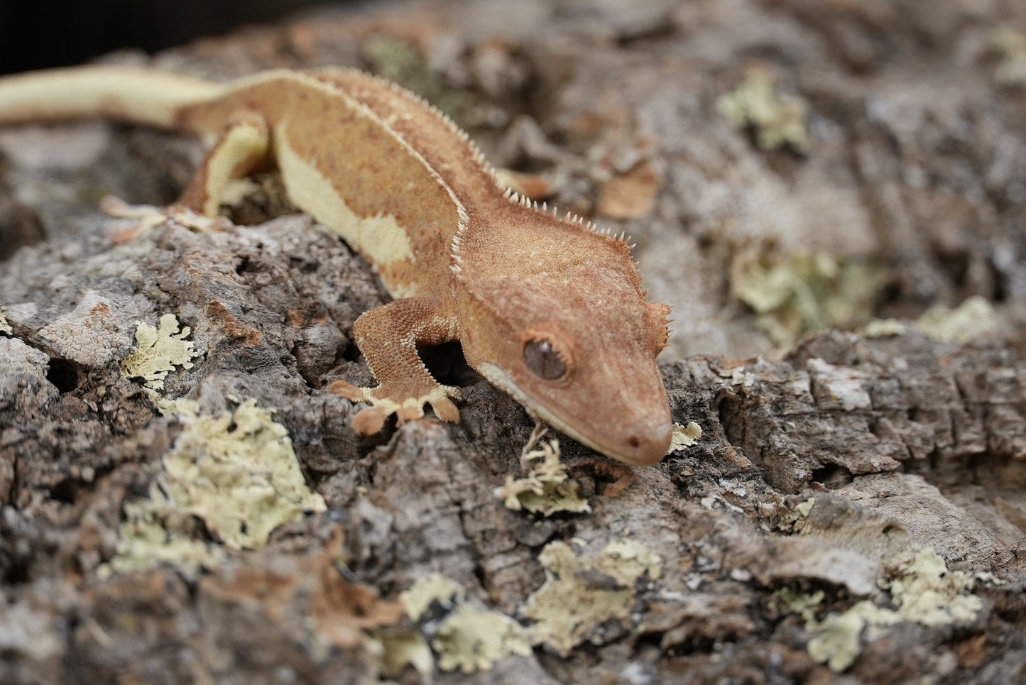 Red phantom lily white