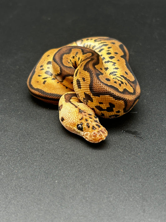 Male Pastel Leopard Clown Ball Python