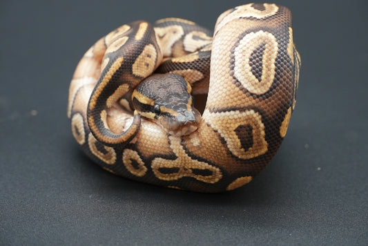 Male Mojave 25-1-5