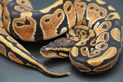 Female Dinker 24-7-6