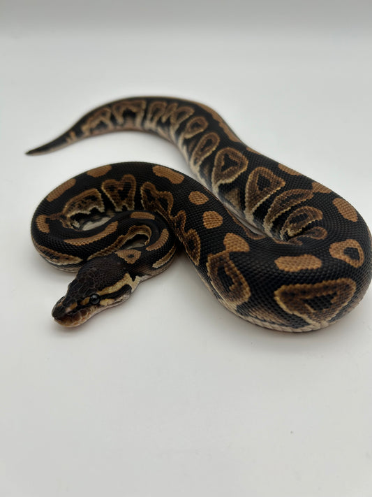 Male Black Pastel, Yellowbelly 23-12-2