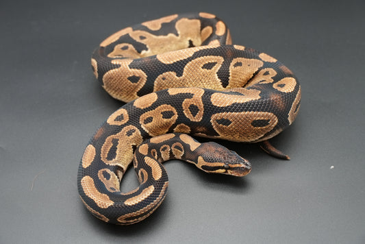 Male Het Sunset VPI Pied 23-15-5