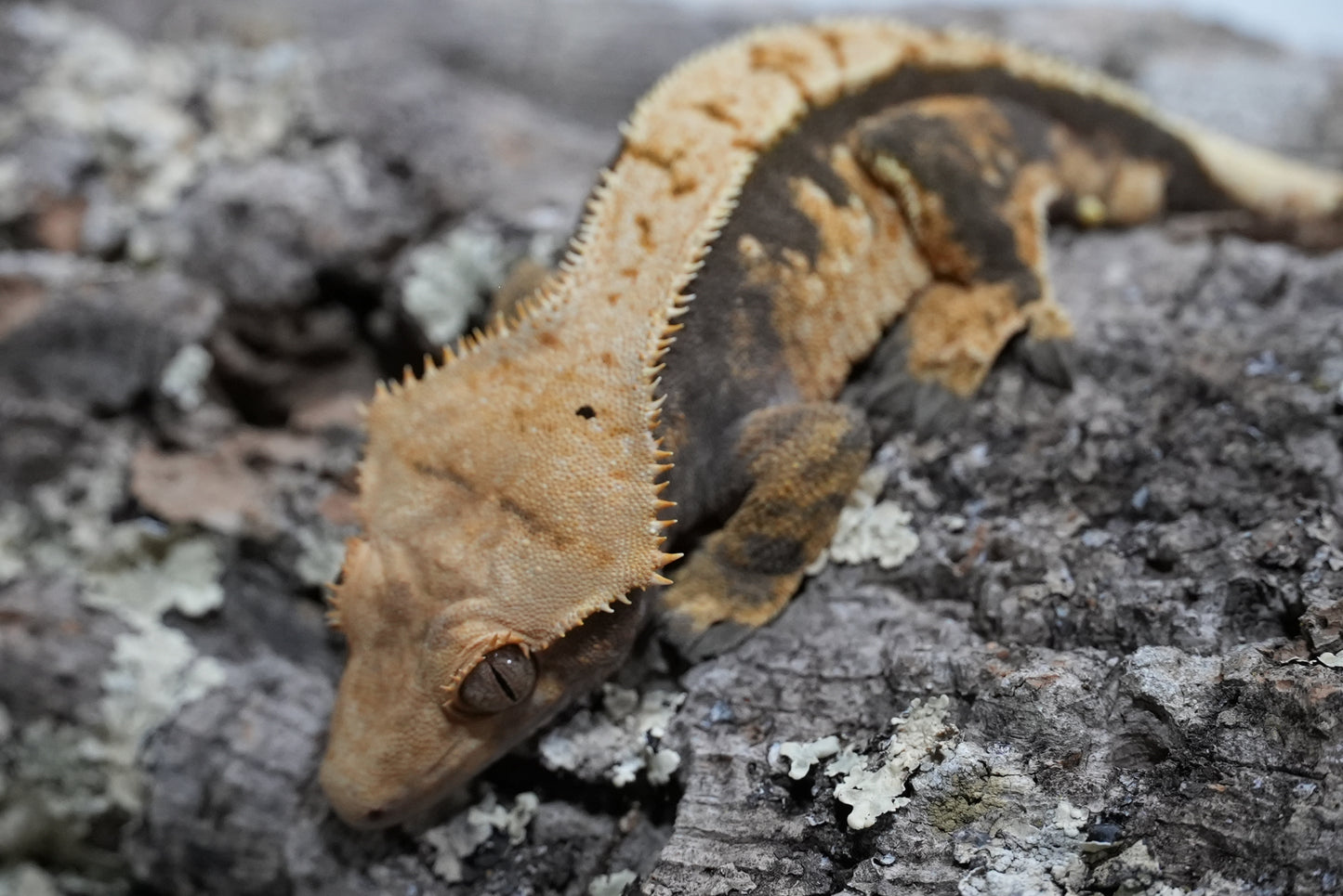 Harlequin Partial Pinstripe Crested Gecko (Adult Male)