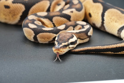 Female Pastel Het Sunset 23-8-1