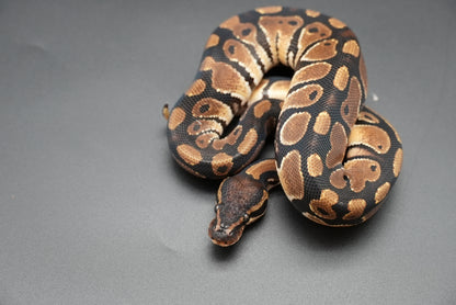 Male Normal 24-3-7