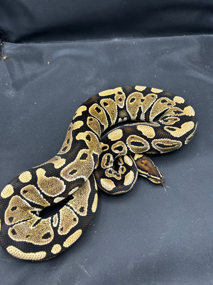 Female Special Ball Python