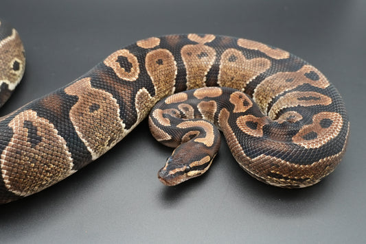 Female Granite Het Pied