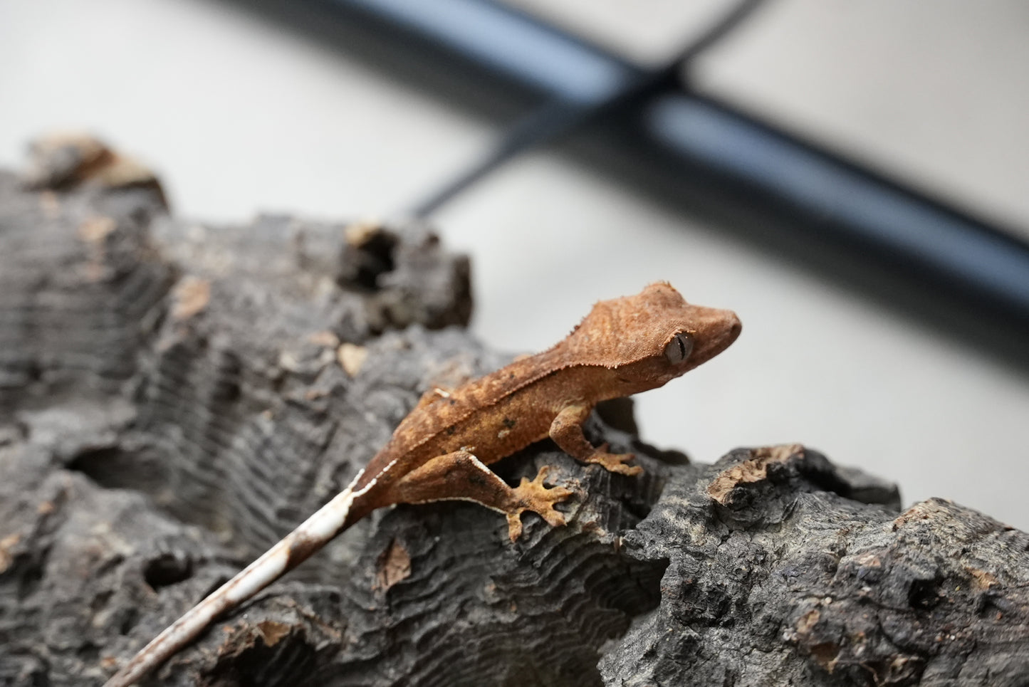 Crested gecko 25-4-1