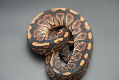 Female Black Pastel, HRA 24-10-2