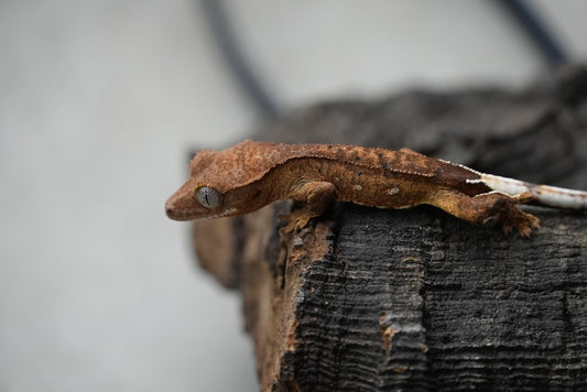 Crested gecko 25-4-1