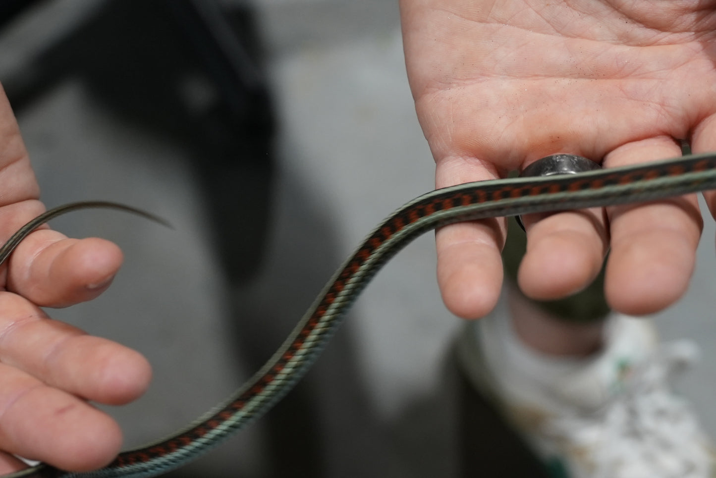 Adult proven California red sided garter pair