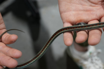 Adult proven California red sided garter pair