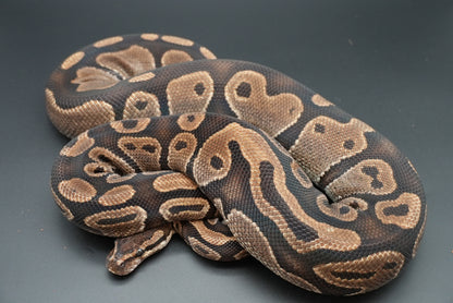 Female Possible Leopard Proven Breeder 0005