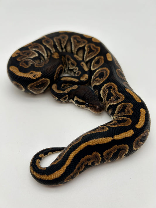 Male Black Pastel, Yellowbelly 23-12-3