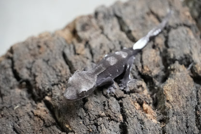 Axanthic 01