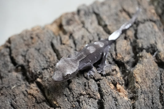 Axanthic 01
