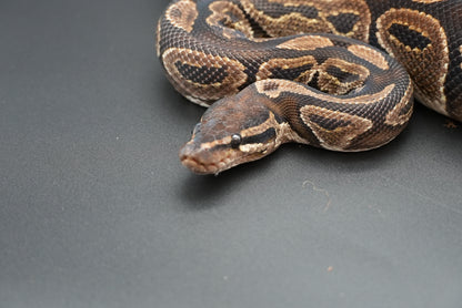 Female Black Pastel BP-F-18