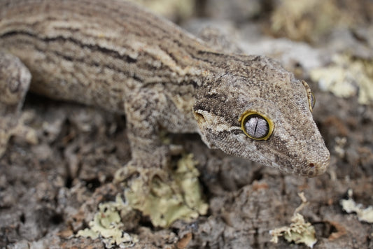 White stripe gargoyle gecko