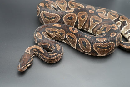 Female Black Pastel BP-F-18