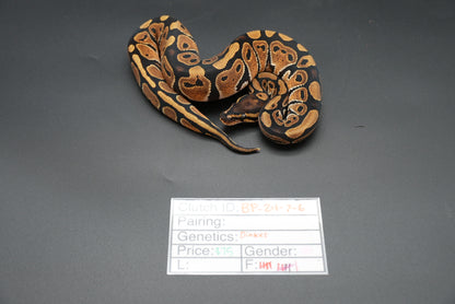 Female Dinker 24-7-6