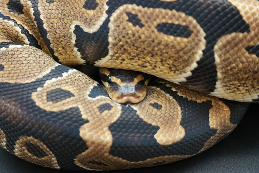 Female Het Sunset 23-8-3
