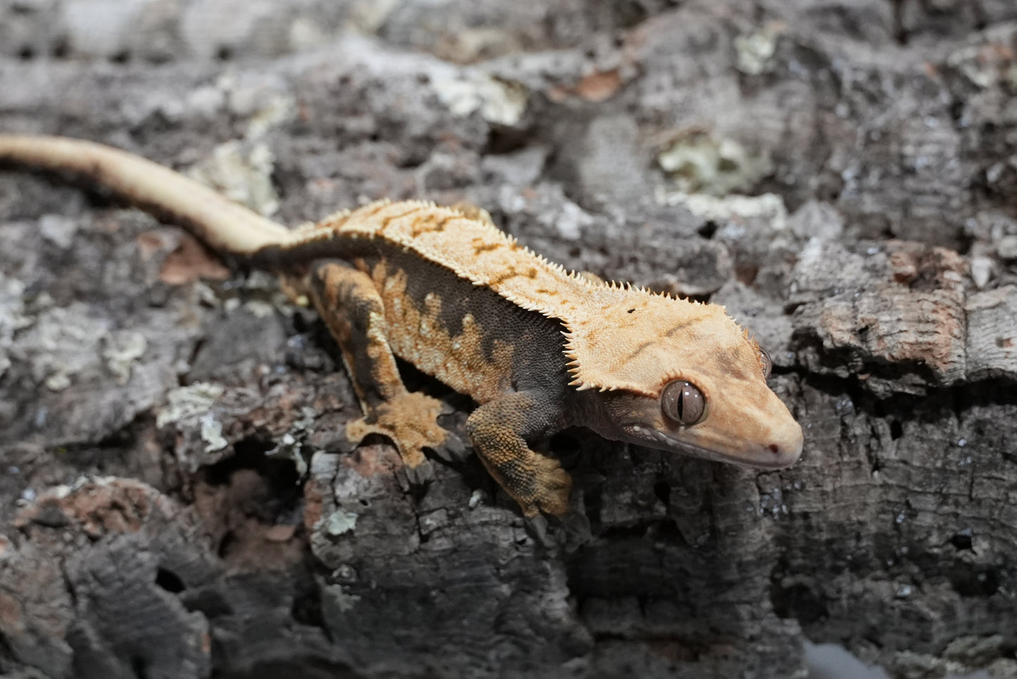 Harlequin Partial Pinstripe Crested Gecko (Adult Male)