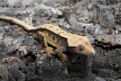 Harlequin Partial Pinstripe Crested Gecko (Adult Male)