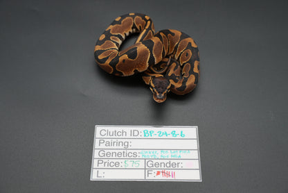 Female Pos het Pied, Pos YB, Pos HRA 24-8-6