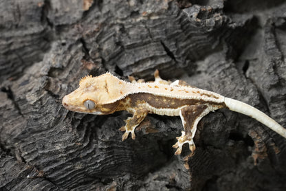 Crested gecko 25-2-2