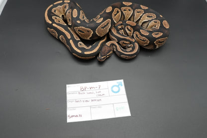Male Black Head Het Clown BP-M-7