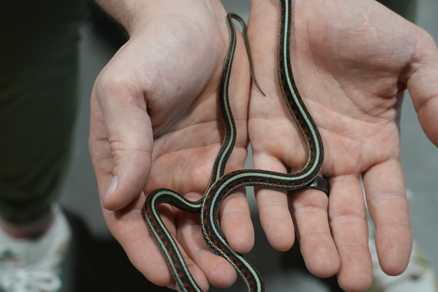 Adult proven California red sided garter pair