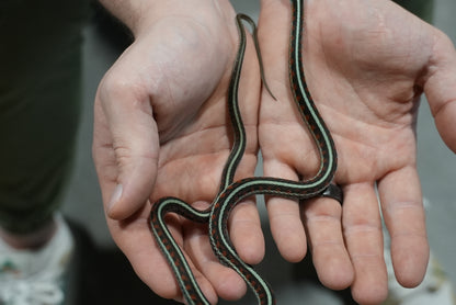 Adult proven California red sided garter pair