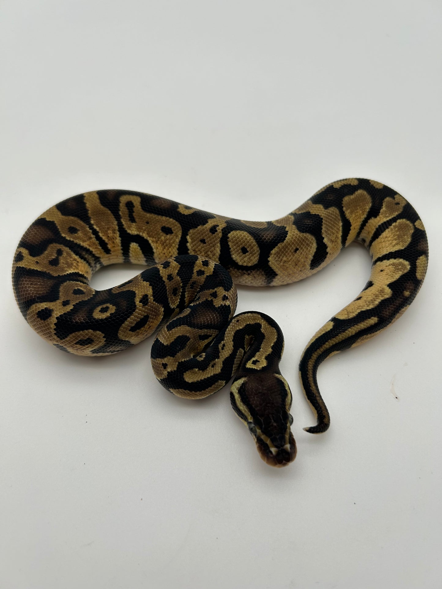 Male Pastel, Triple het VPI Axanthic Sunset Pied 23-15-6