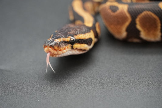 Female Pos het Pied, Pos YB, Pos HRA 24-8-6