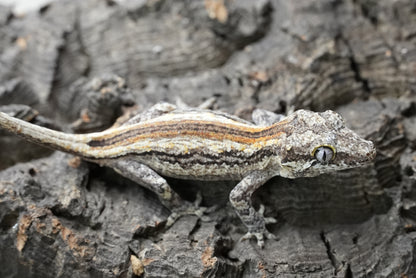 White stripe gargoyle gecko