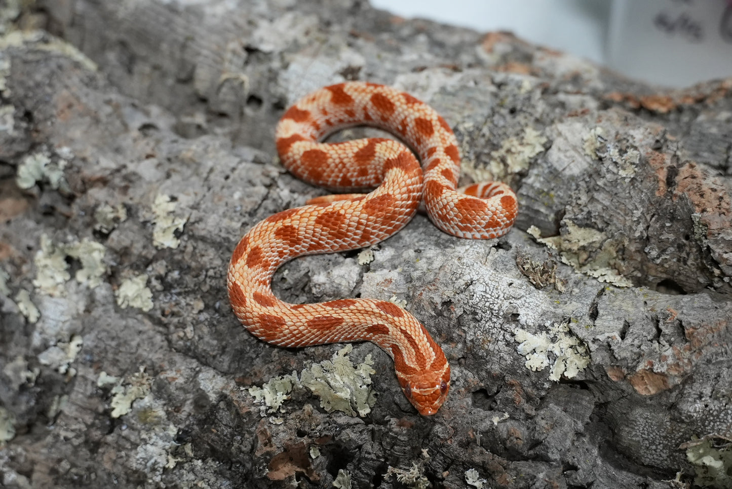 Subadult purple line albino conda pos het snow